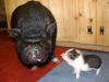 WebsiteBig_Willie_with_Big_Bully__Mirabelle_002